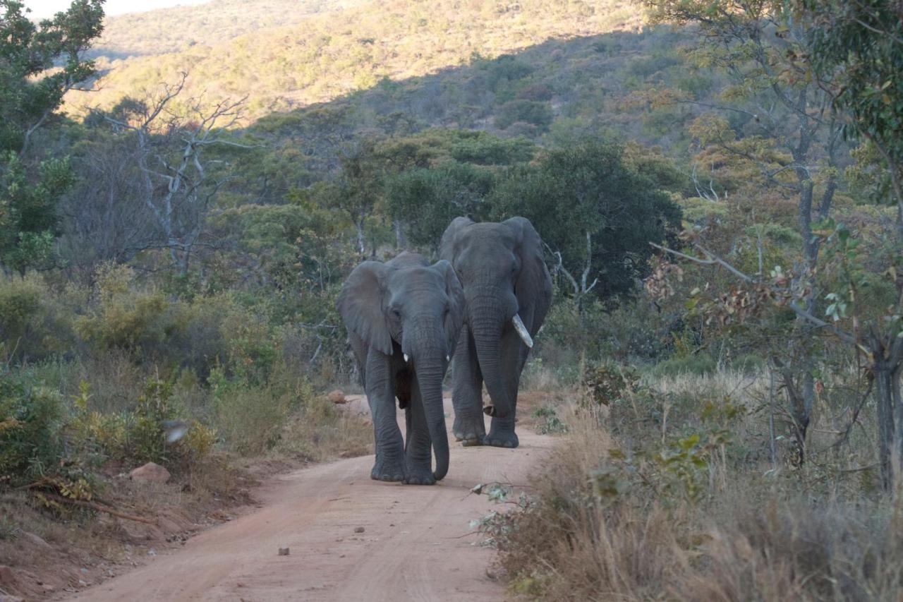 Inzalo Safari Lodge Welgevonden Game Reserve Exteriér fotografie