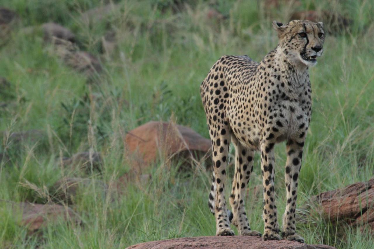 Inzalo Safari Lodge Welgevonden Game Reserve Exteriér fotografie