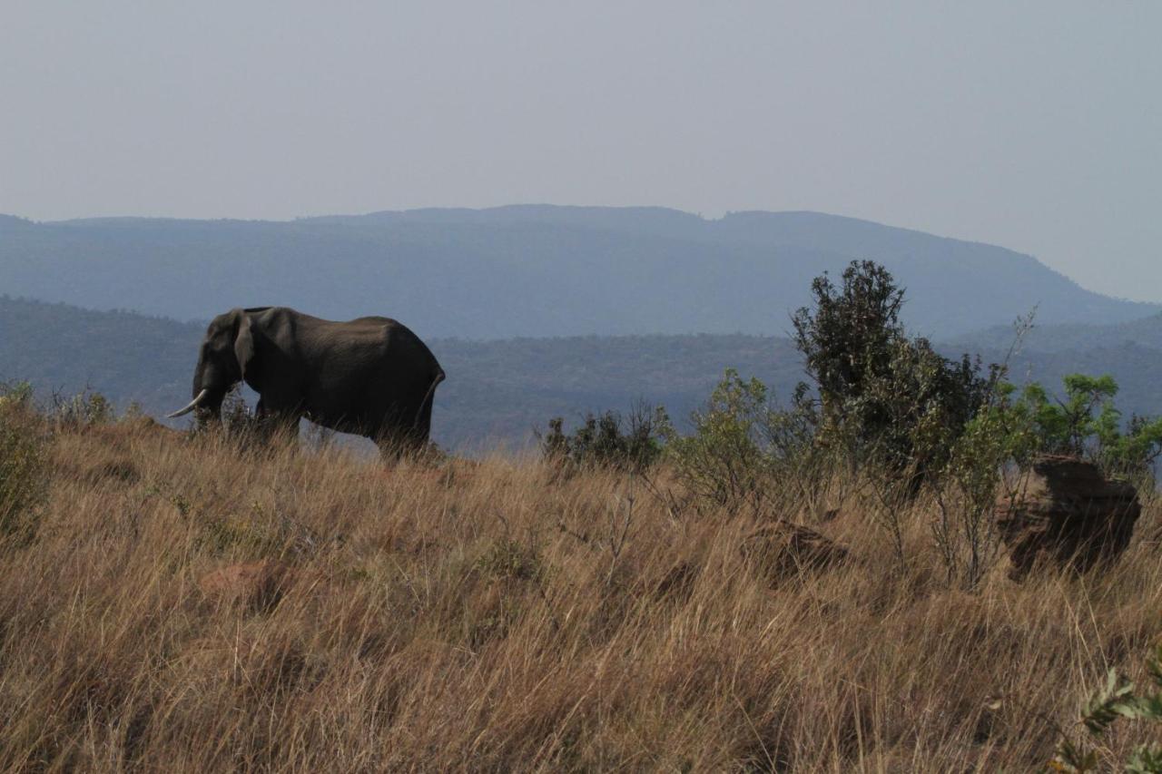 Inzalo Safari Lodge Welgevonden Game Reserve Exteriér fotografie